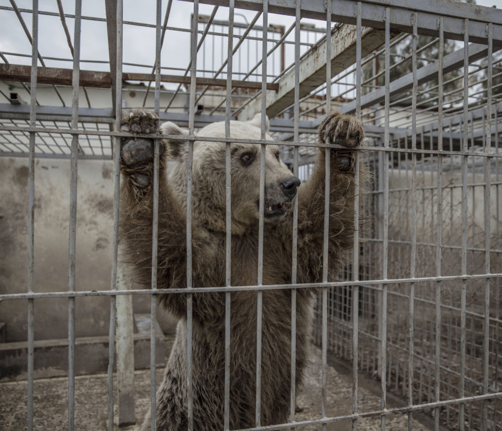 På Muntazr al Noor zoo i Mosul har alla djur dött eller transporterats bort utom en björn och lejonet Simba.